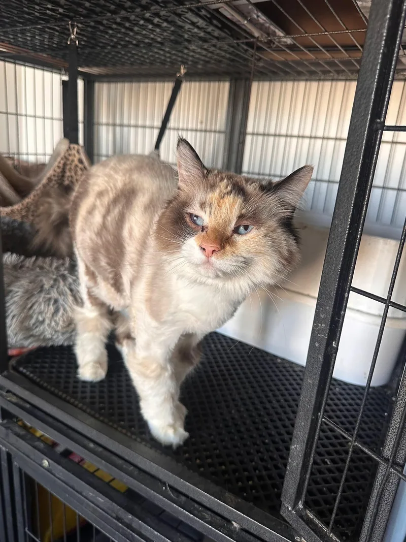 An adult medium-sized female Dilute Calico Siamese cat named Marilyn Monroe for adoption in Yarnell, AZ