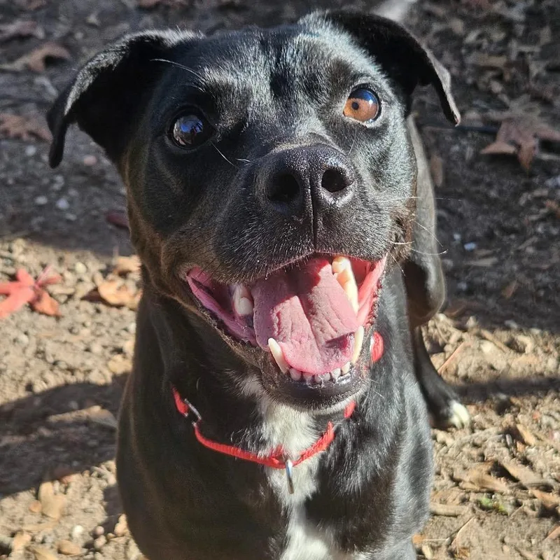 An adult medium-sized male Black Black Labrador Retriever dog named Rocky for adoption in Spring, TX