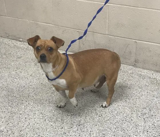 A young small-sized female Chihuahua dog named Maya for adoption in Conroe, TX