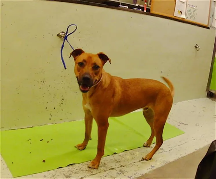A young medium-sized male Staffordshire Bull Terrier dog named Ozu for adoption in Houston, TX