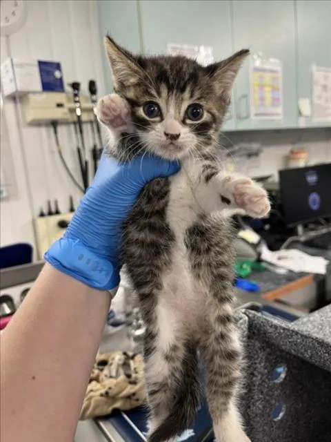 A baby small-sized female Brown / Chocolate Domestic Short Hair cat named Wilma for adoption in Woodland, CA