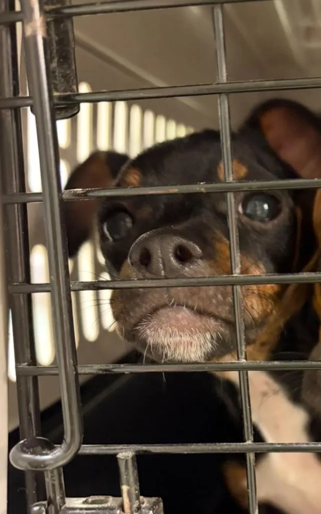 A baby small-sized male Chihuahua dog named Jorge for adoption in Ada, OK