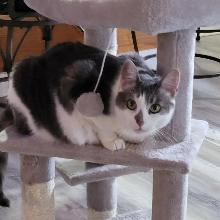 An adult small-sized female Black Domestic Short Hair cat named Lola for adoption in Wakefield, MA