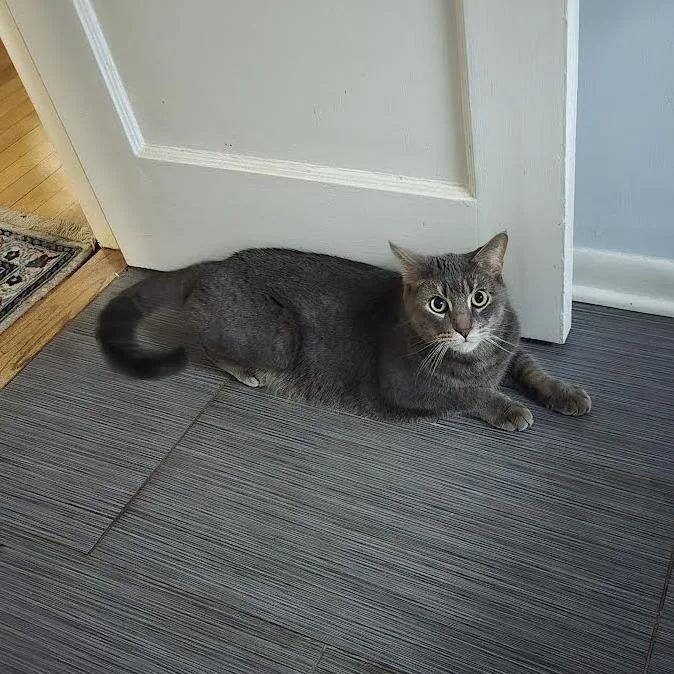 An adult medium-sized male Domestic Short Hair cat named Quince and Chestnut for adoption in Oak Park, IL
