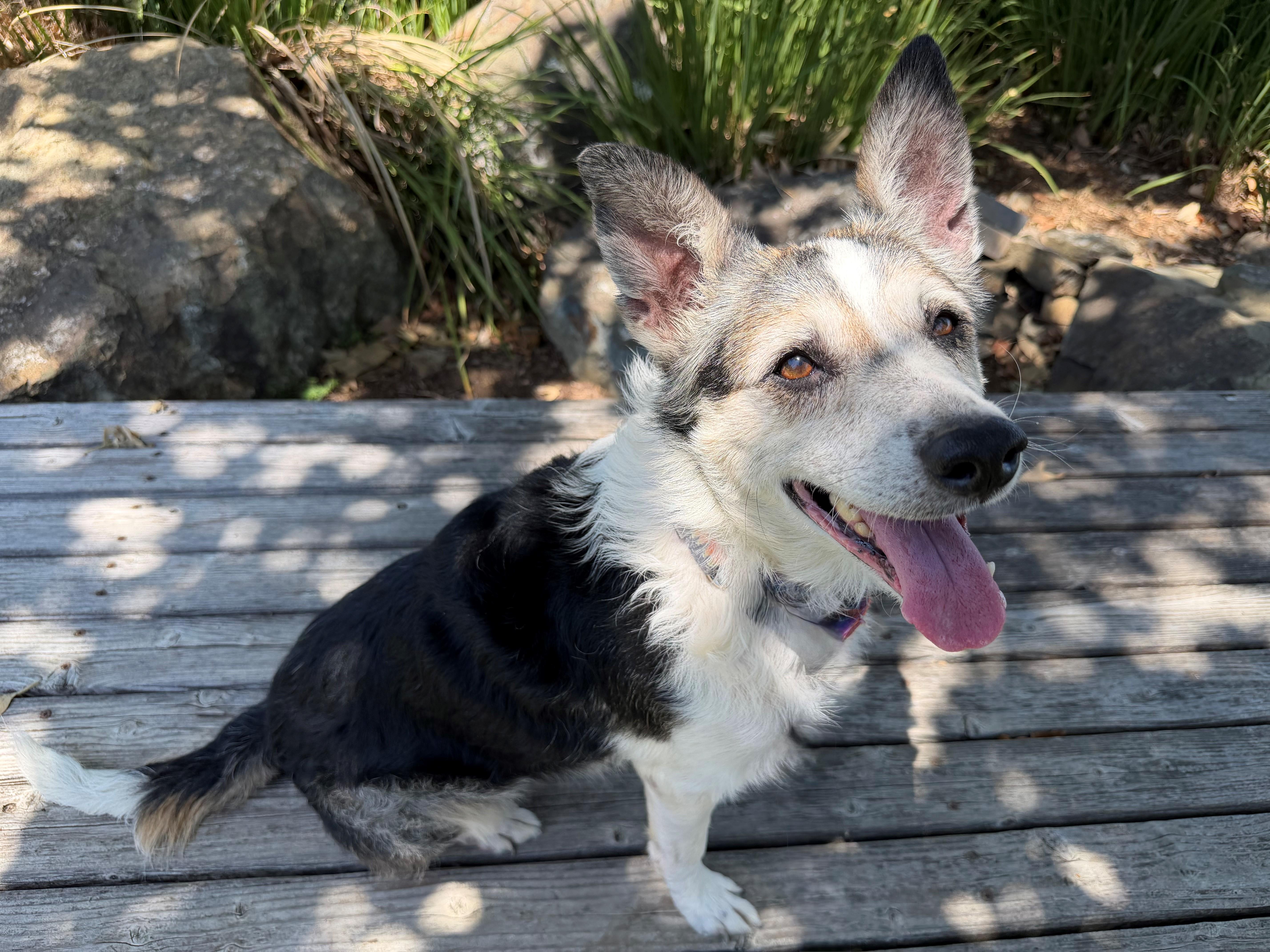 A senior medium-sized male Tricolor (Brown, Black, & White) Australian Shepherd dog named Abigail for adoption in Mission Viejo, CA