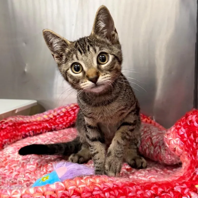 A baby small-sized male Brown / Chocolate Domestic Short Hair cat named Pebble for adoption in Morgan Hill, CA