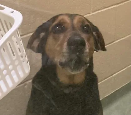 A senior large-sized female German Shepherd Dog dog named Lucy May for adoption in Cincinnati, OH