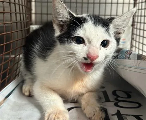A baby small-sized male Domestic Short Hair cat named Tommy for adoption in Los Angeles, CA