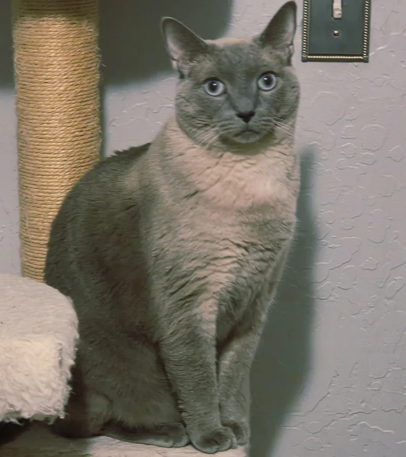 Theadors thumbnail 2