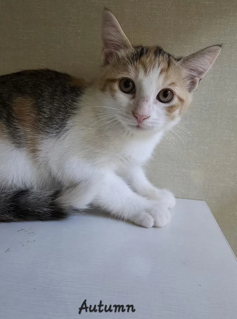 A young medium-sized female Domestic Short Hair cat named Autumn for adoption in Key Largo, FL