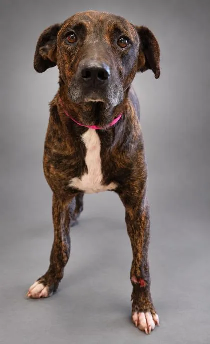 An adult medium-sized male Pit Bull Terrier dog named Ronny for adoption in Bowling Green, KY