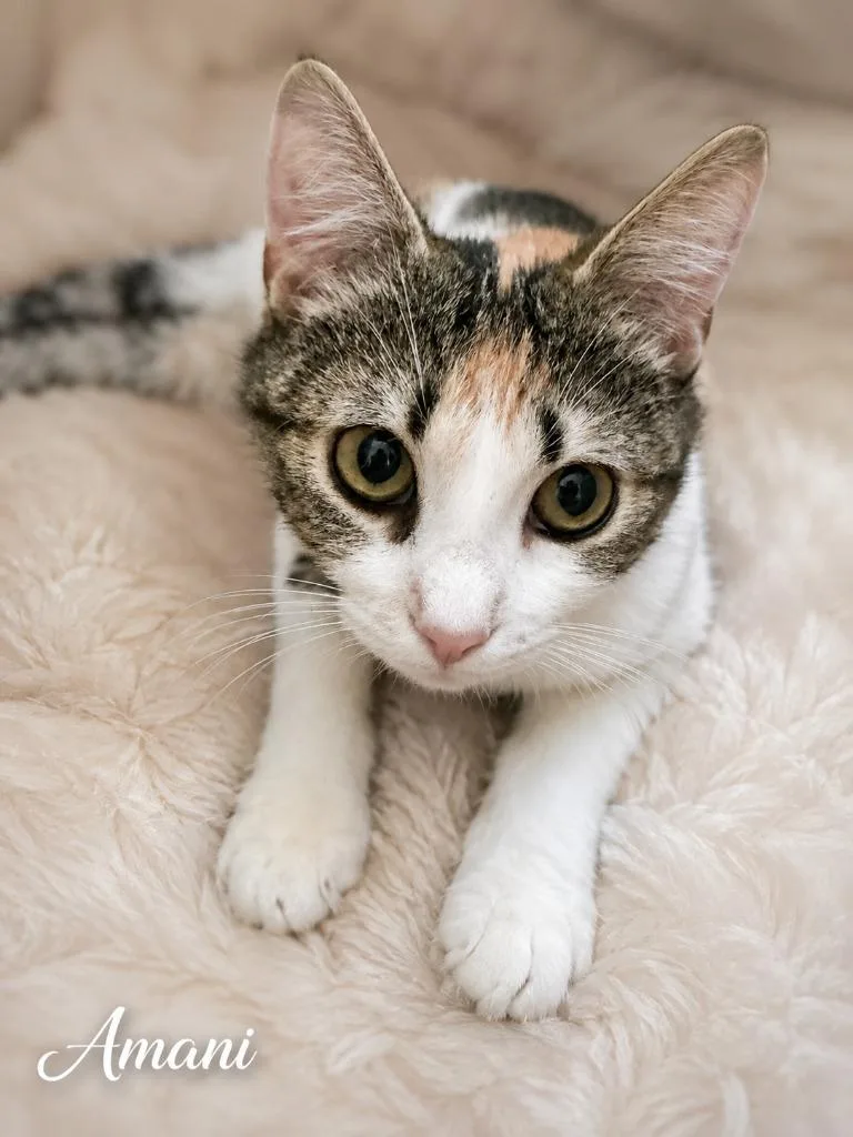 A young medium-sized female Domestic Short Hair cat named Amani for adoption in East Ridge, TN