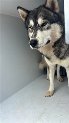 An adult large-sized male Siberian Husky dog named A for adoption in Houston, TX