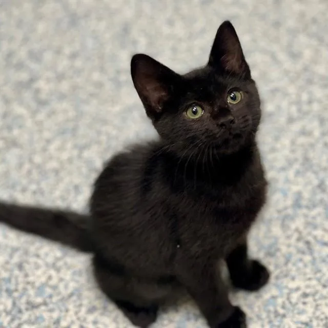 A baby small-sized male Domestic Short Hair cat named Fizzy for adoption in Edmond, OK