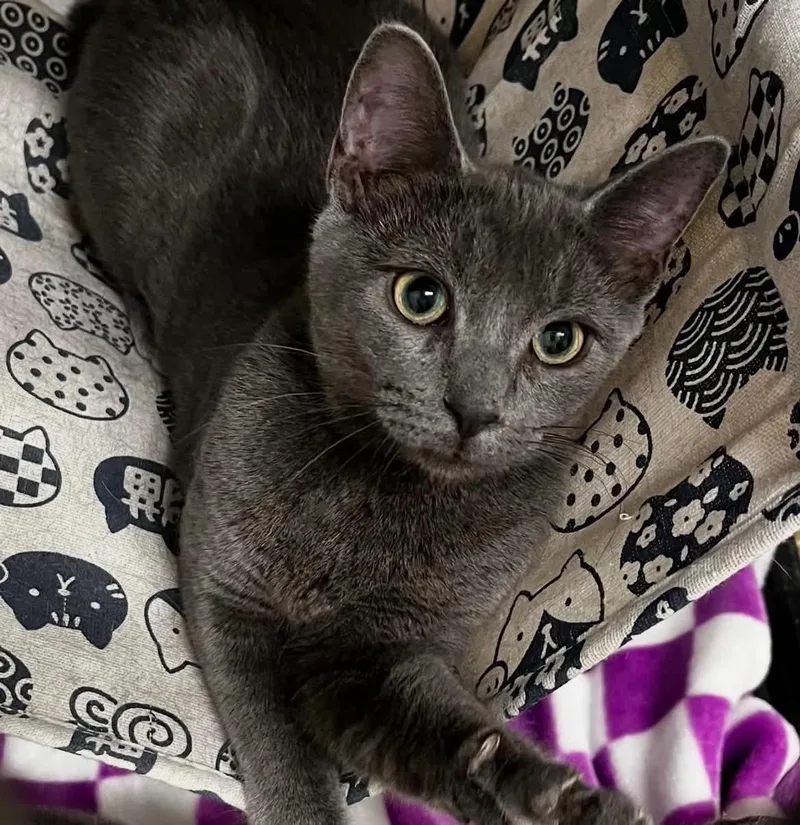 A baby small-sized female Gray / Blue / Silver Domestic Short Hair cat named Eevee C Bell for adoption in Saunderstown, RI