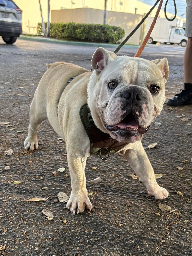 Paulo