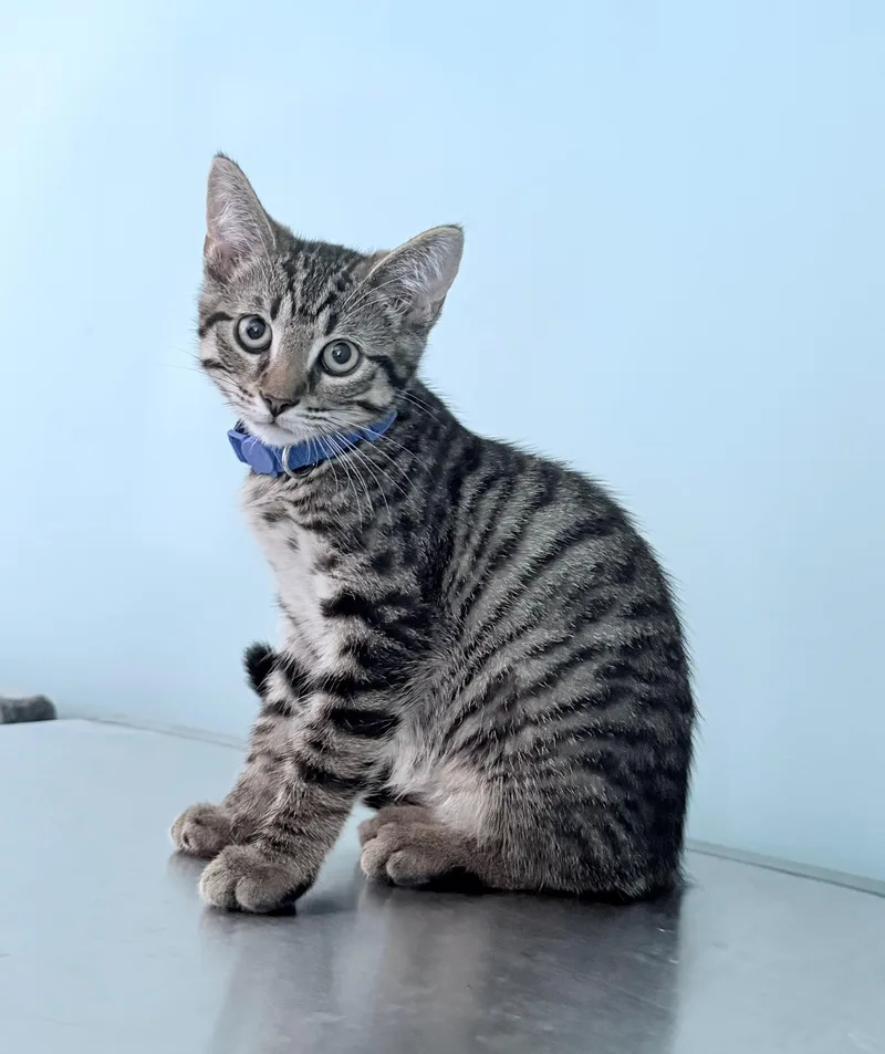 A baby medium-sized male Tabby (Gray / Blue / Silver) American Shorthair cat named Valor for adoption in Boonville, MO