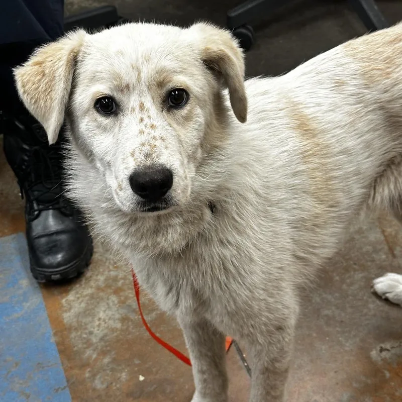 A young medium-sized male White / Cream Mixed Breed dog named Denali for adoption in Memphis, TN