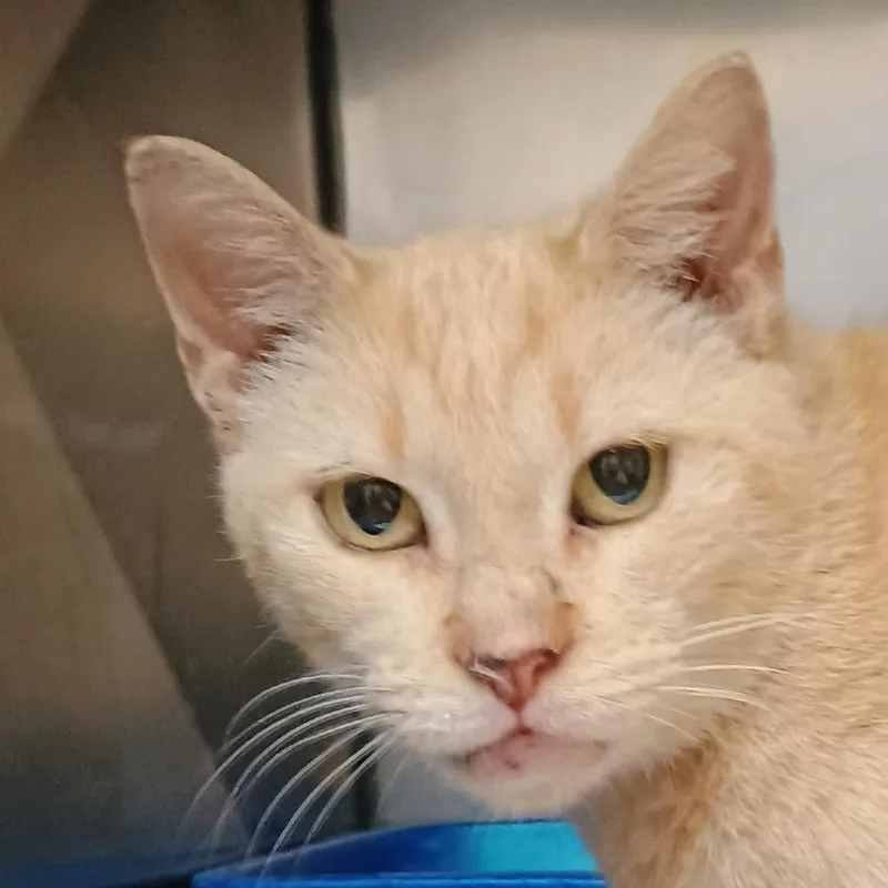 A baby medium-sized female Orange / Red Domestic Short Hair cat named Pumpkin Spice for adoption in Palestine, TX
