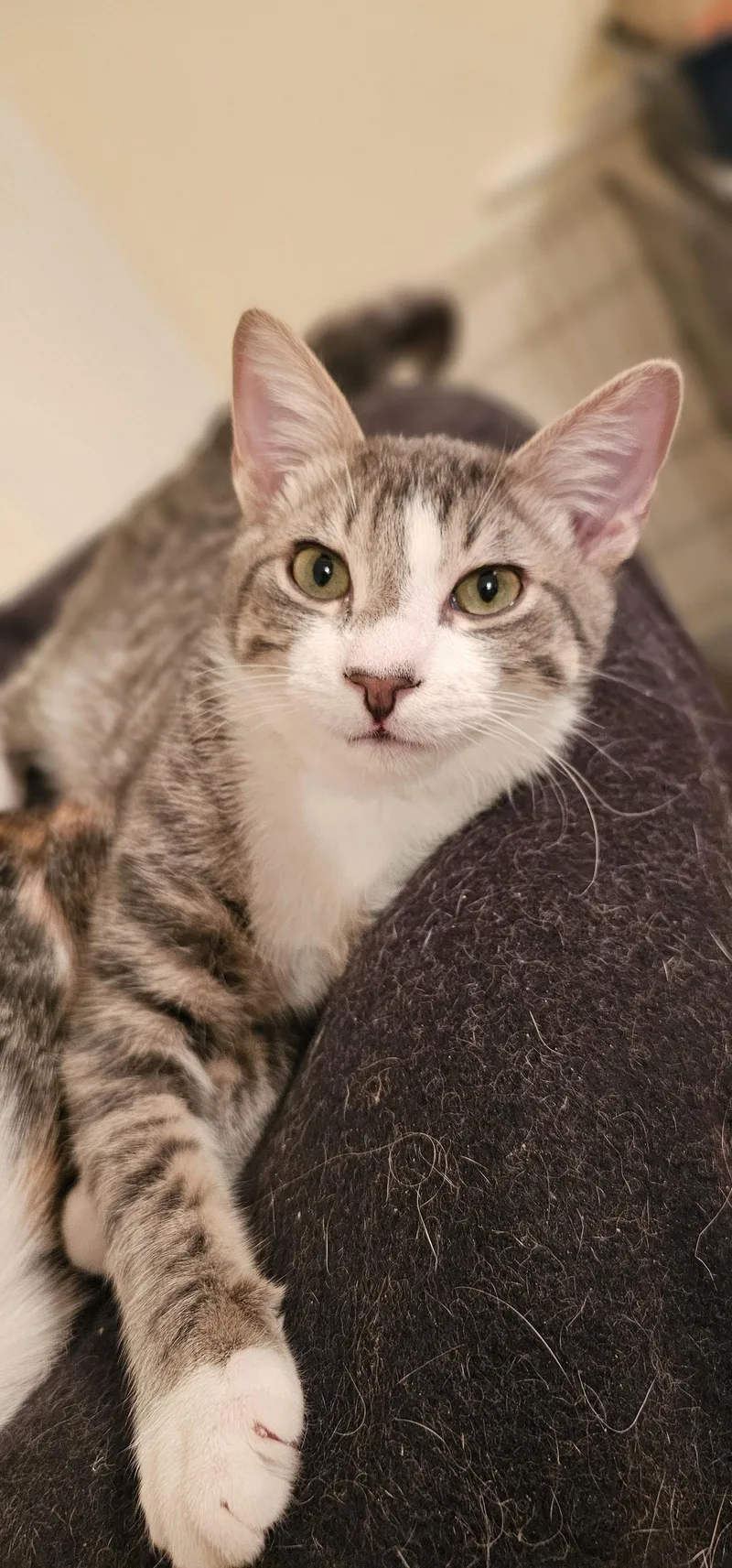 A young small-sized male Gray & White Domestic Short Hair cat named Crown for adoption in Mission Viejo, CA