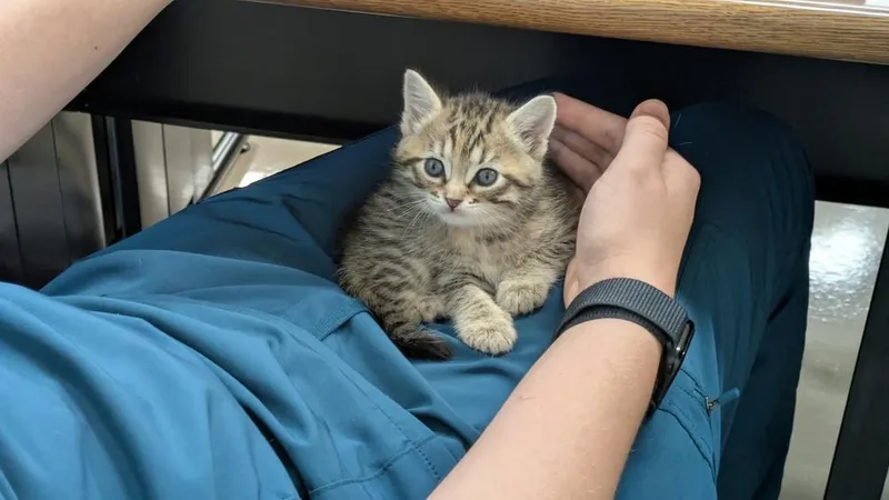 A baby small-sized female Brown / Chocolate Domestic Short Hair cat named Chai for adoption in Brandon, FL