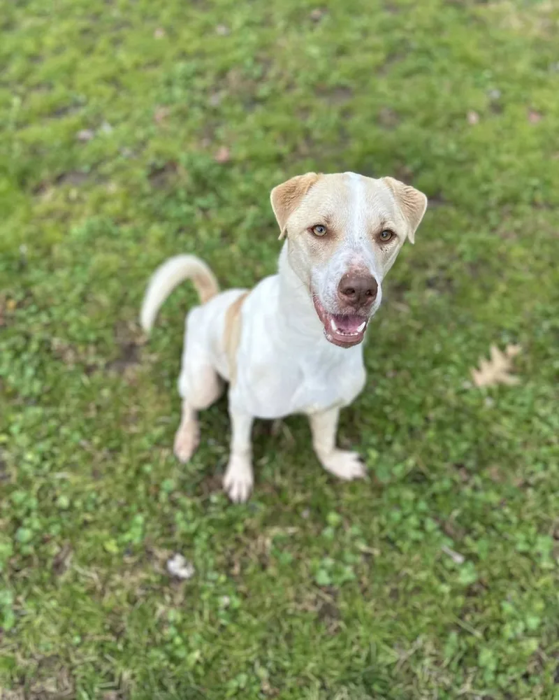 A young medium-sized female Jack Russell Terrier dog named Arya for adoption in Shreveport, LA