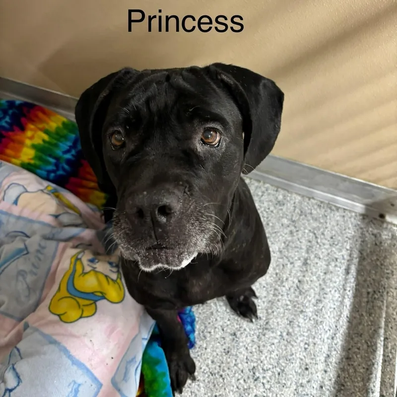 An adult large-sized female Black Mastiff dog named Princess for adoption in St. Augustine, FL