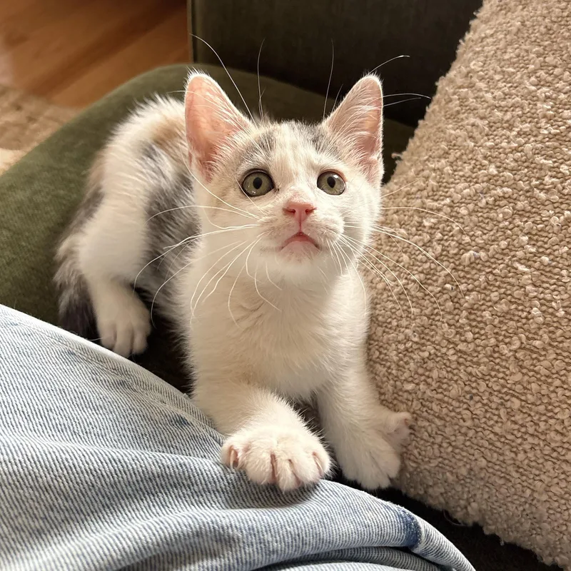 A baby medium-sized female Dilute Calico Domestic Short Hair cat named Daisy for adoption in BROOKLYN, NY