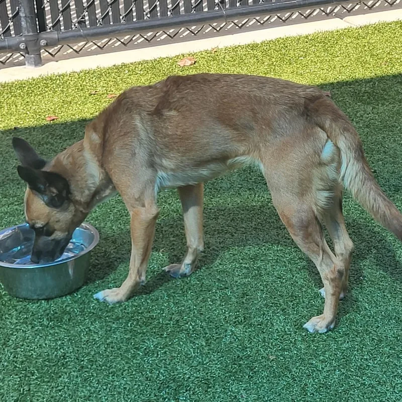 An adult small-sized female Feist dog named Leah for adoption in Greensboro, NC