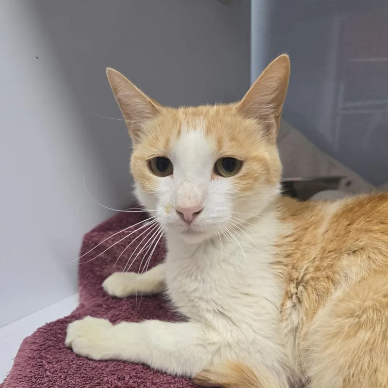 A young medium-sized female Orange / Red Domestic Short Hair cat named Olivia for adoption in Desert Hot Springs, CA