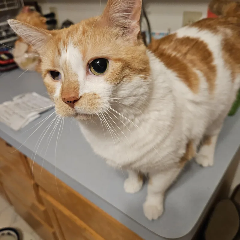 A senior large-sized female Domestic Short Hair cat named Emma for adoption in Blaine, MN