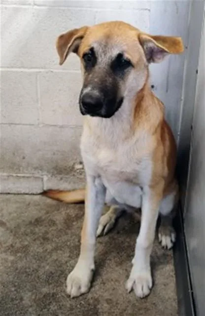 A young small-sized male German Shepherd Dog dog named Lucas for adoption in San Bernardino, CA