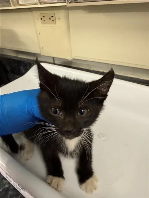 A baby medium-sized female Black & White / Tuxedo Domestic Short Hair cat named A for adoption in Woodland, CA