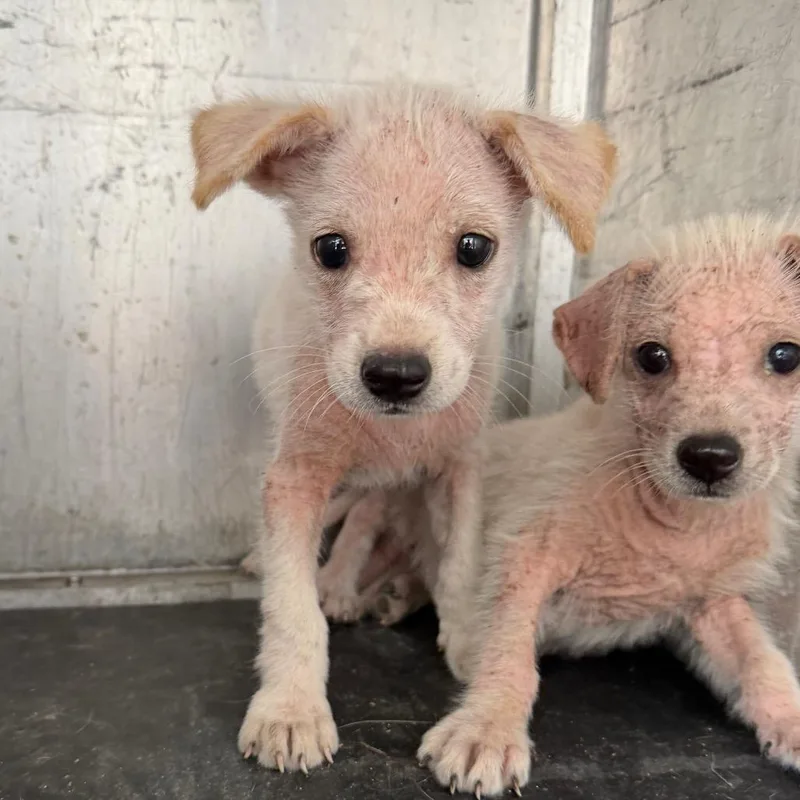 A baby medium-sized male White / Cream Cattle Dog dog named Phineas for adoption in Edinburg, TX