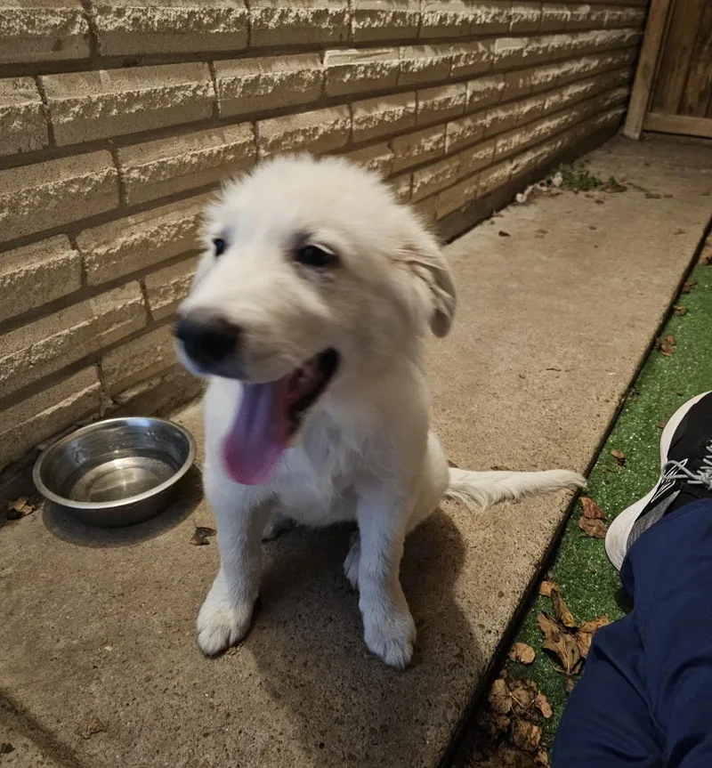 A baby large-sized female Great Pyrenees dog named Latte HTX for adoption in Quinlan, TX