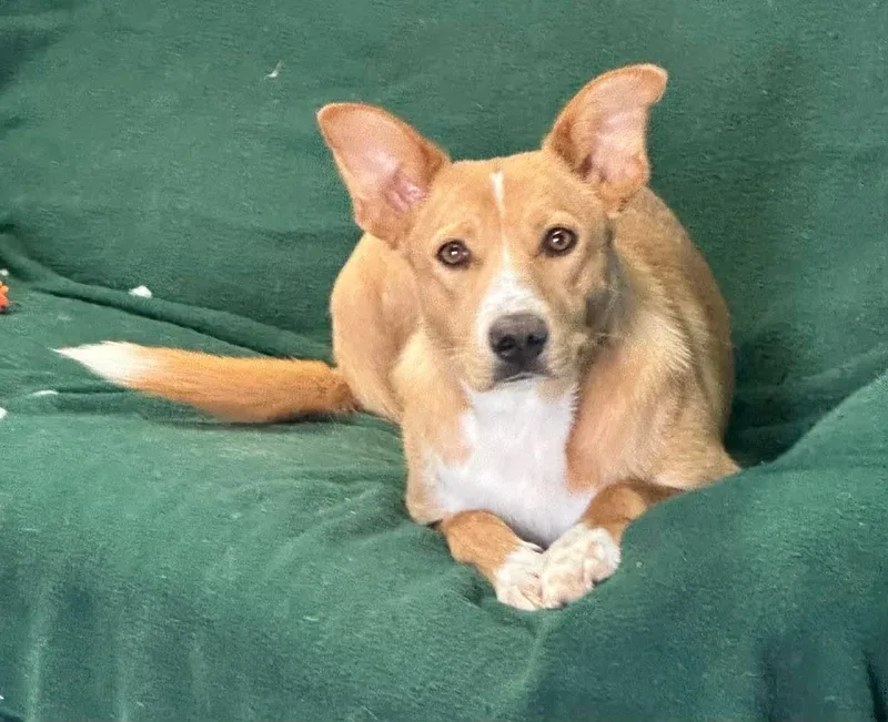 A young medium-sized female White / Cream Australian Cattle Dog / Blue Heeler dog named Jeni for adoption in Lafayette, CA