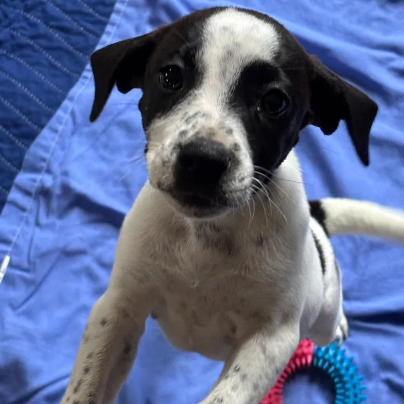 A baby medium-sized female Black Mixed Breed dog named Zoey for adoption in Alexandria, VA