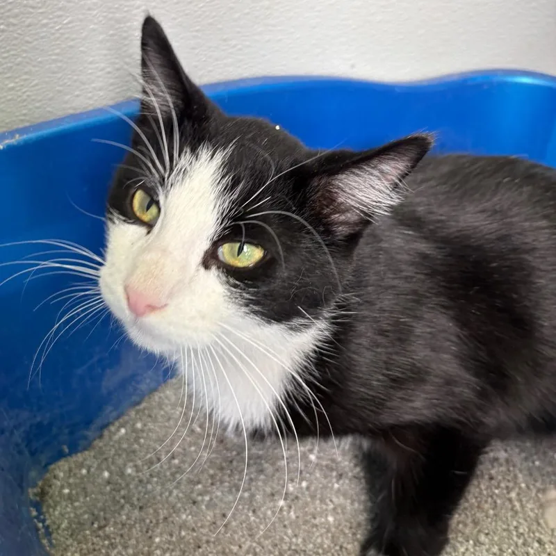 A young small-sized male Gray / Blue / Silver Domestic Short Hair cat named Fritz for adoption in West Des Moines, IA
