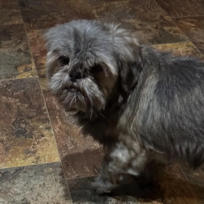 An adult small-sized female Gray / Blue / Silver Shih Tzu dog named Misty for adoption in Kansas City, MO