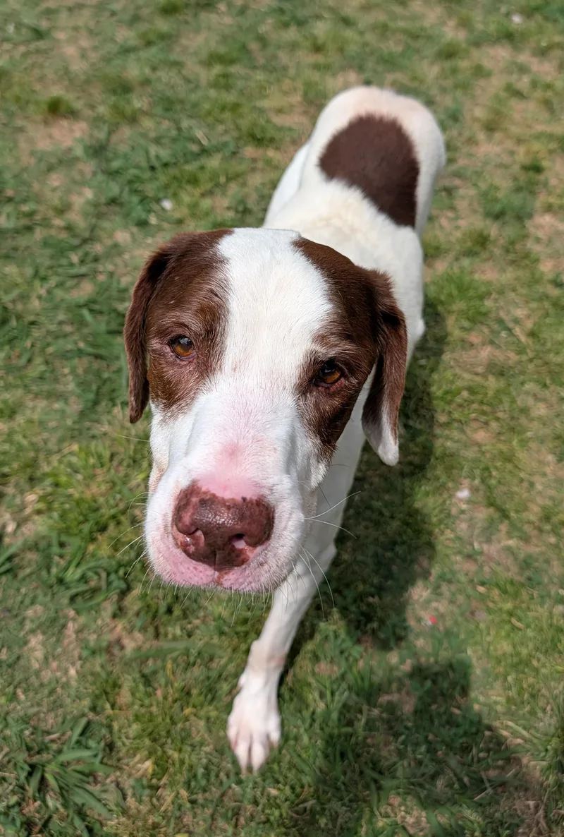 Shaggy A thumbnail 2