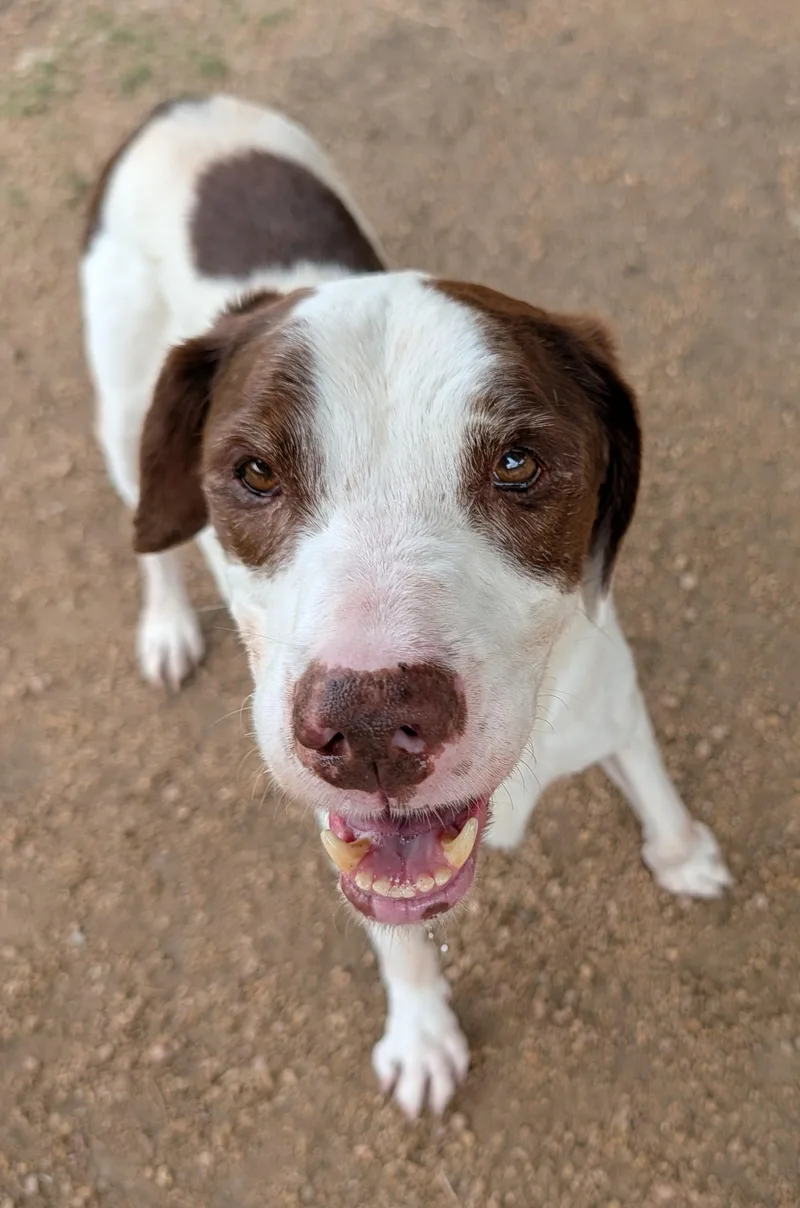 Shaggy A thumbnail 3