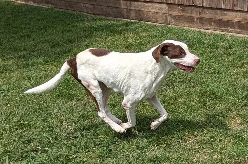 Shaggy A thumbnail 4