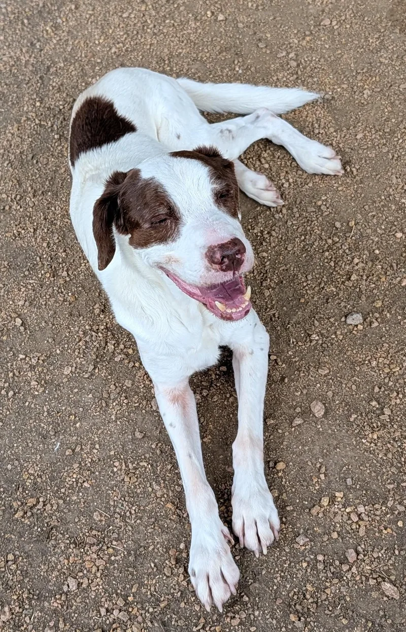 Shaggy A thumbnail 5