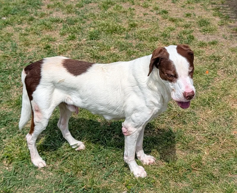 Shaggy A thumbnail 6