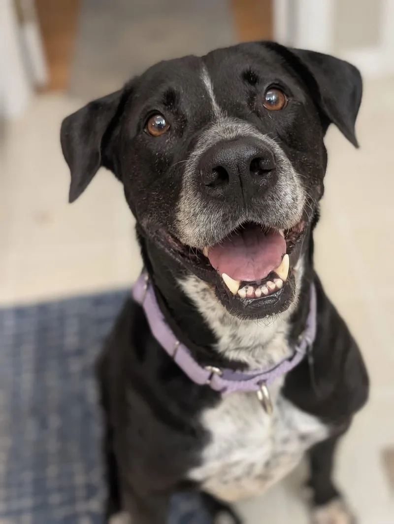 An adult medium-sized female Labrador Retriever dog named Navi for adoption in Germantown, OH