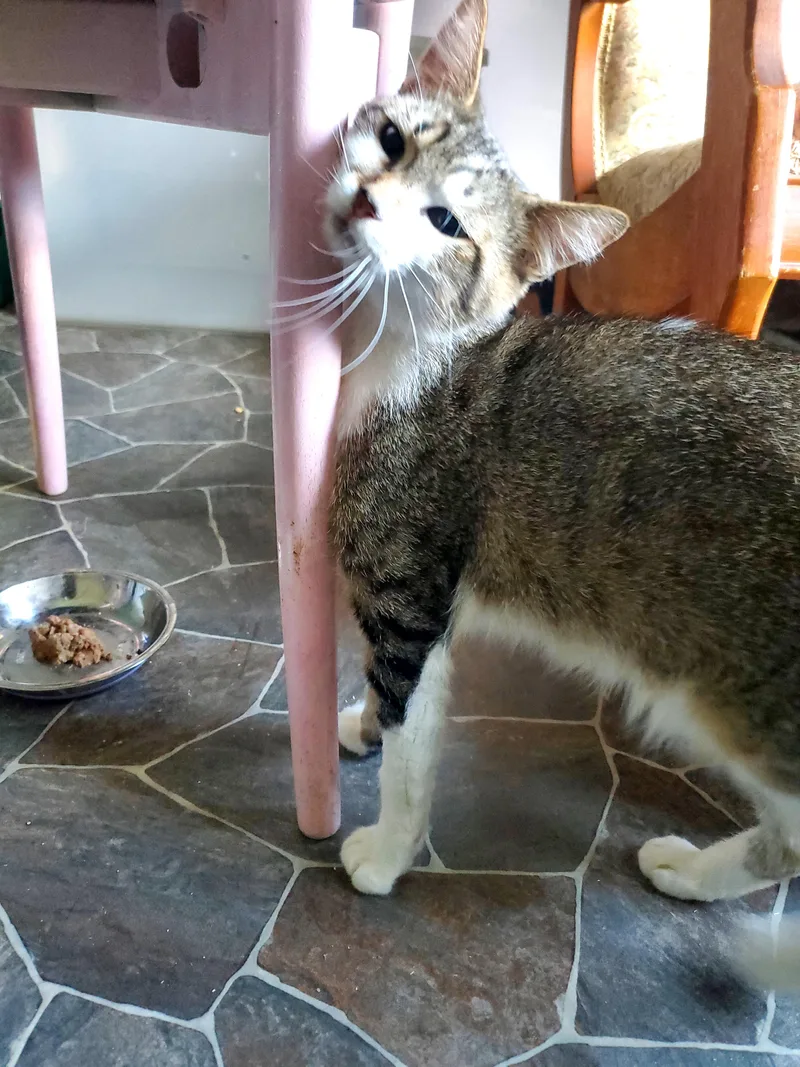 A baby medium-sized male Domestic Short Hair cat named Scottie for adoption in Gladwin, MI