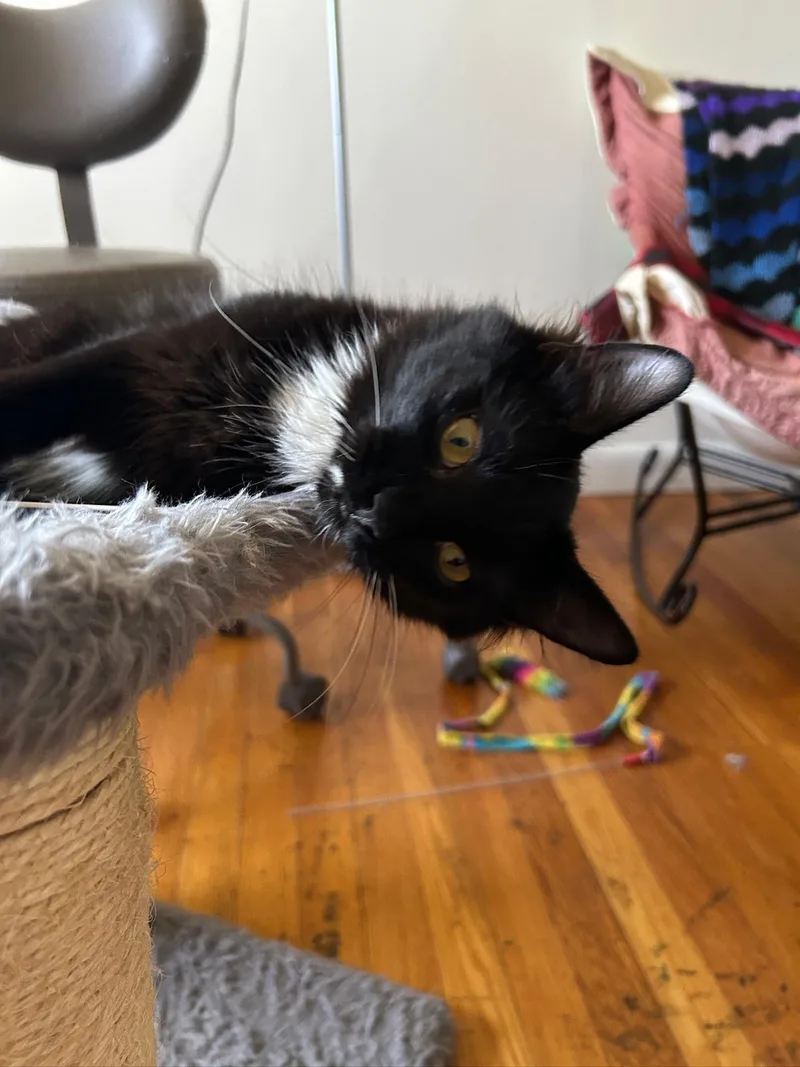 A baby medium-sized female Black & White / Tuxedo Domestic Medium Hair cat named Poppy & Phineas for adoption in Calera, AL