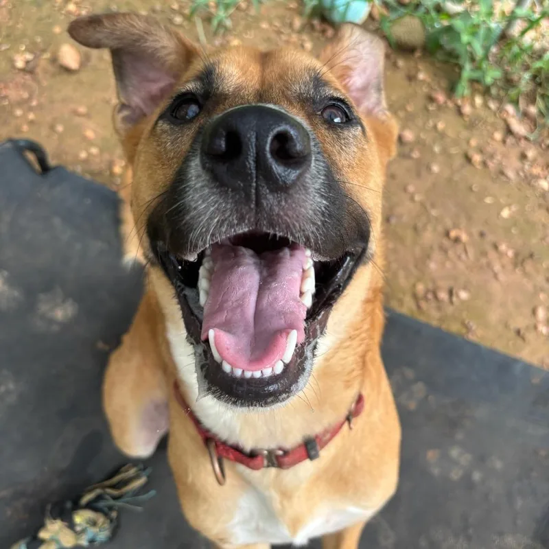 An adult medium-sized male Yellow / Tan / Blond / Fawn Australian Shepherd dog named Scooby for adoption in Cedar Creek, TX