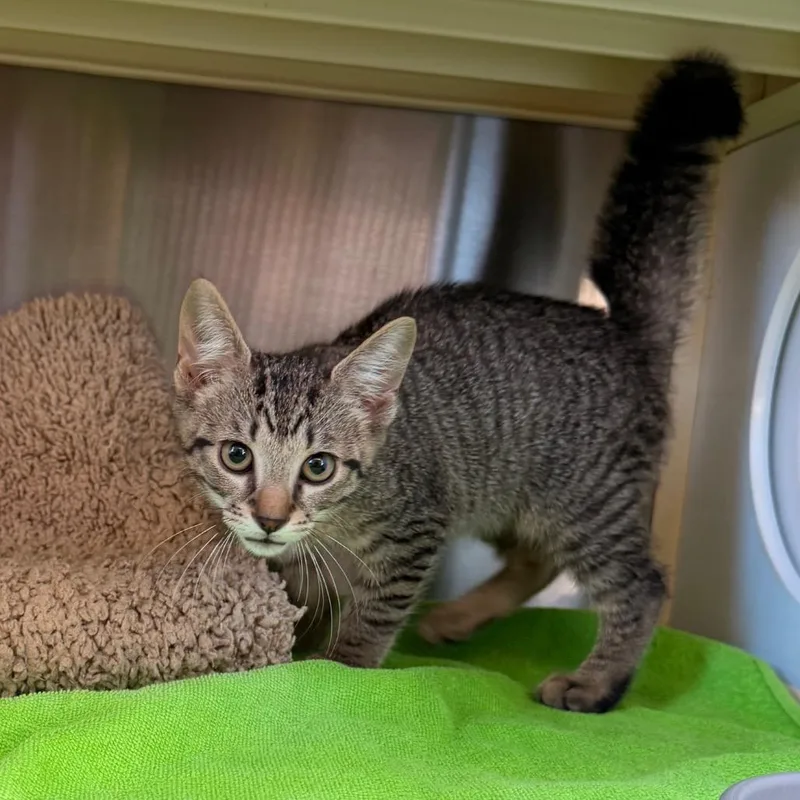 A baby small-sized male Brown / Chocolate Domestic Short Hair cat named Kemper for adoption in Lynchburg, VA