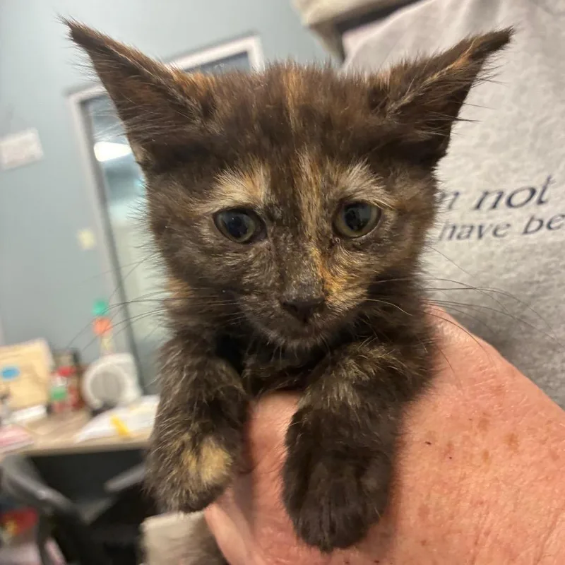 A baby small-sized female Tortoiseshell Domestic Short Hair cat named Scribbles for adoption in Greensboro, NC